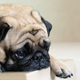 Image for article titled Why Do Dogs Get Dementia? Large Study Finds Similar Risk Factors to Humans